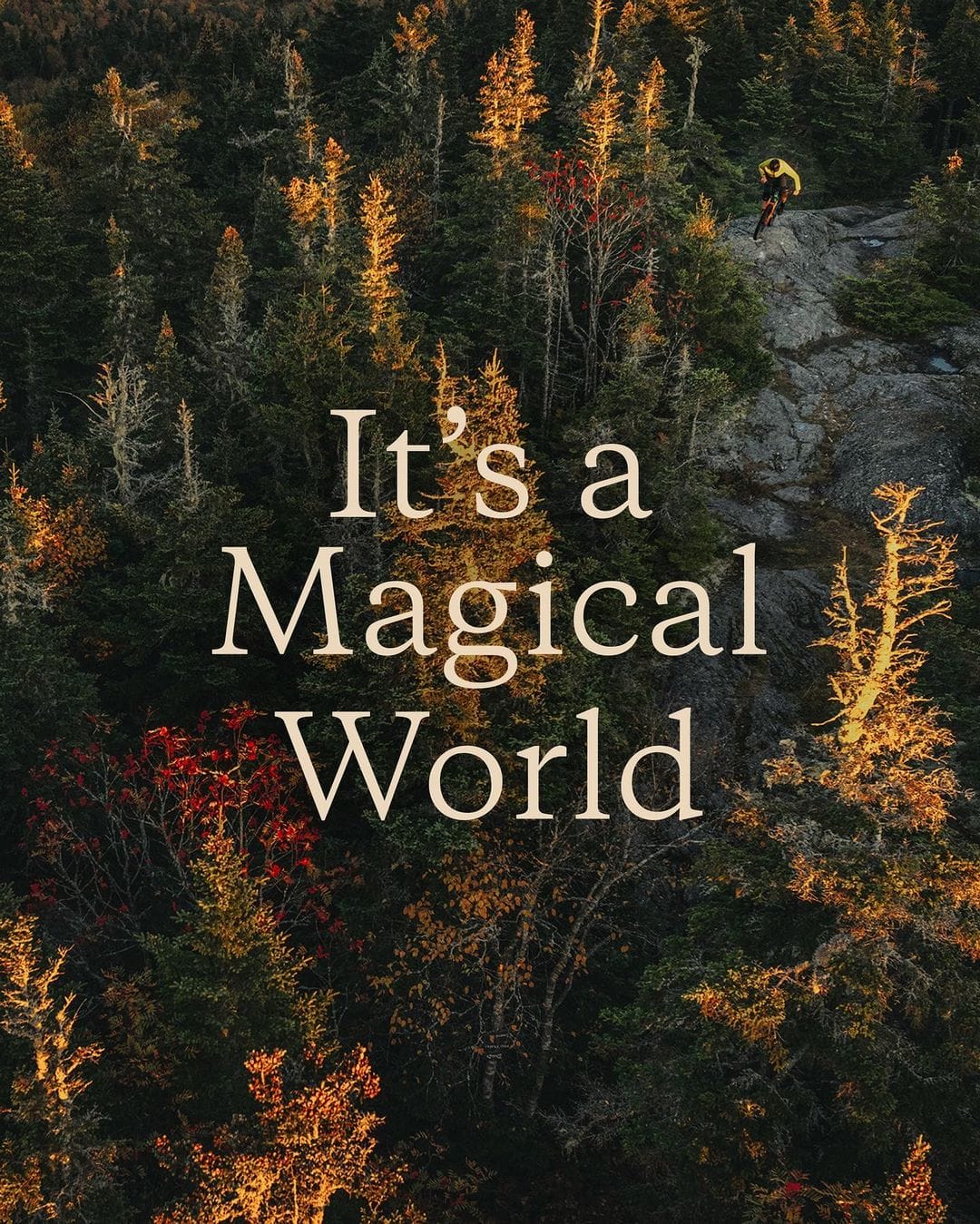 Photo d'une belle forêt sous un couché de soleil avec l'inscription "It's a Magical World"
