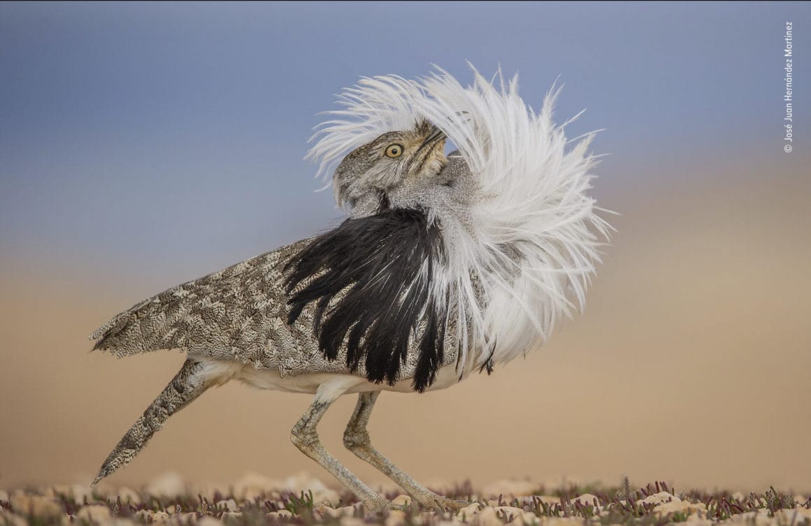 Photo d'un oiseau l'outarde oubara en train de faire une parade nuptiale en mettant ses plumes au dessus de sa tête