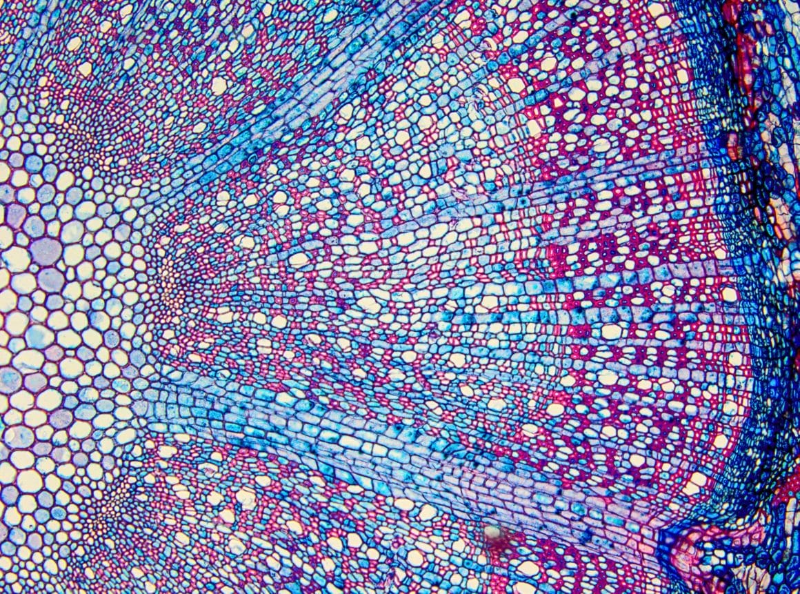 Cellules de bois vues au microscope. Des milliers de petits cercles roses, bleus et violets sont visibles.