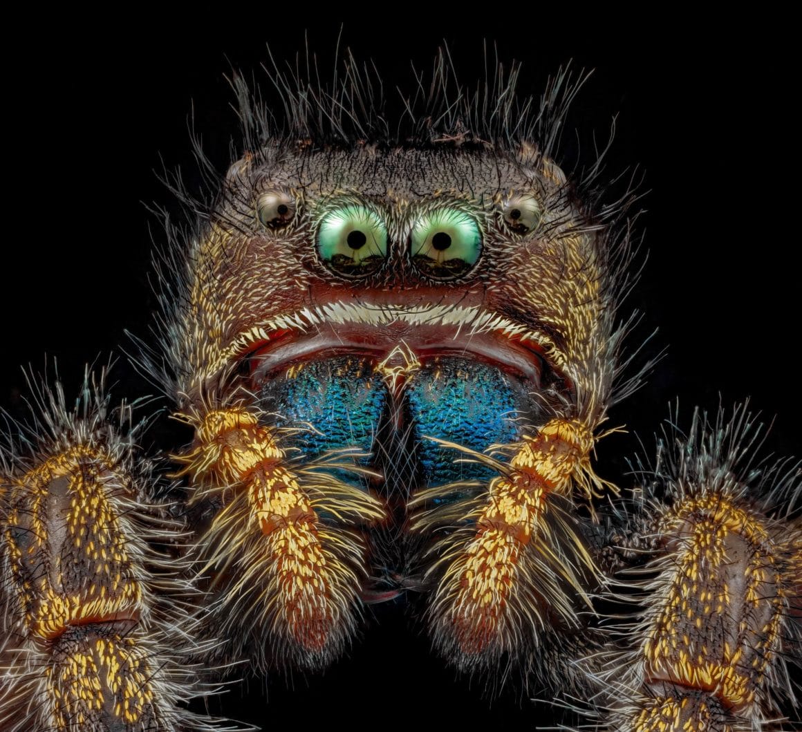 Araignée sauteuse audacieuse vue au microscope. Elle a des yeux vert et une bouche rougeâtre gonflée ainsi qu'un abdomen bleu.