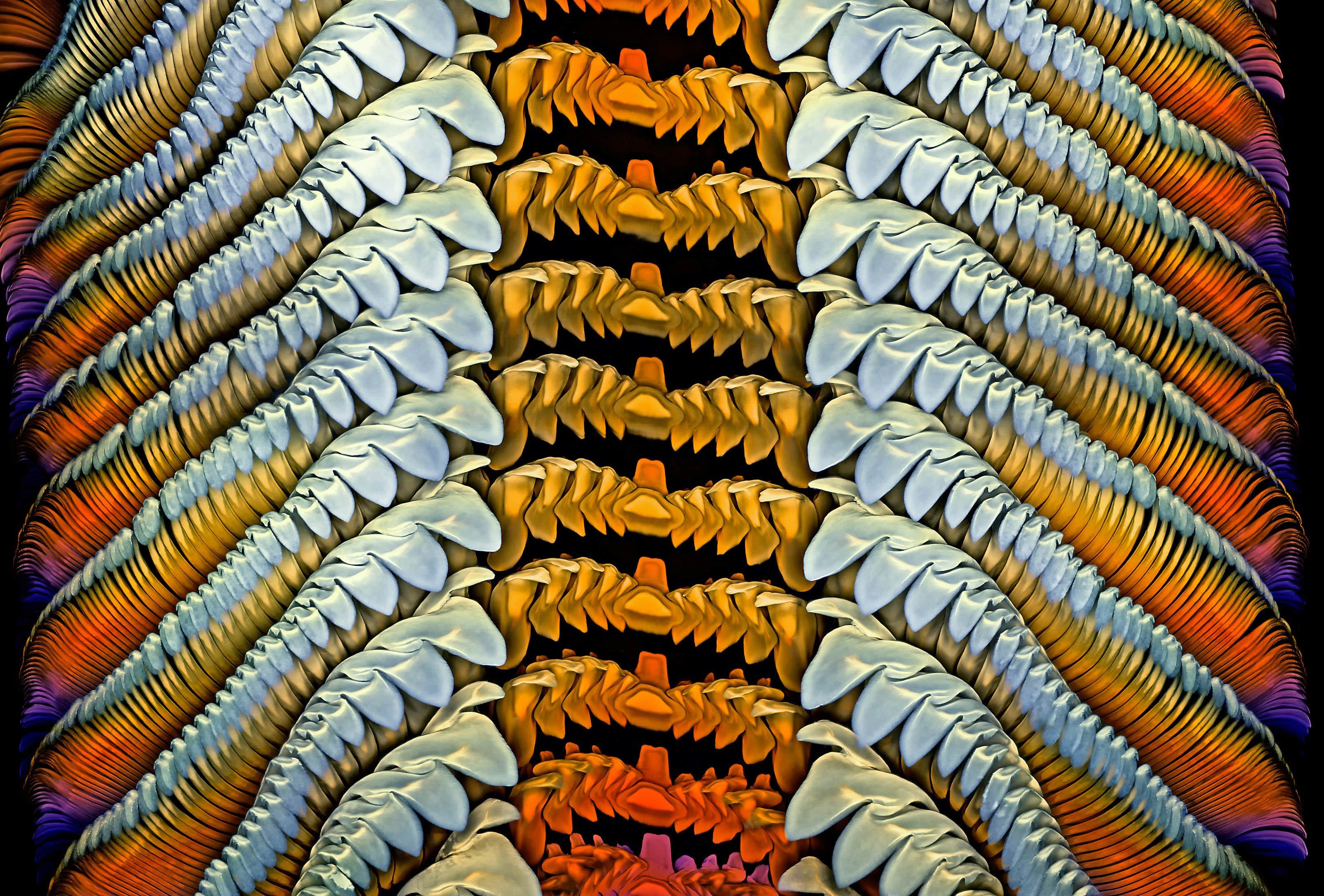 Microscopic photo of a sea snail tongue forming very colorful parallel rods.
