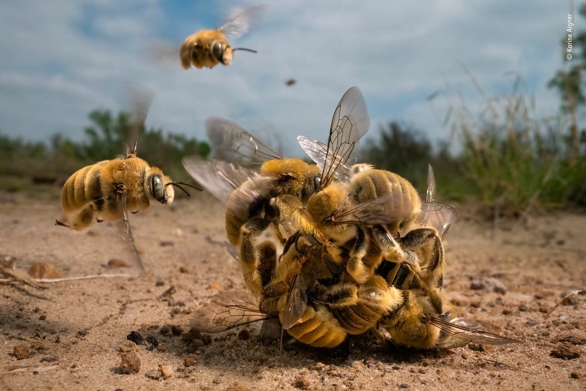 des dizaines d'abeilles mâles s'en prenant fougueusement à une femelle afin de la féconder. Formant une "boule" d'abeille