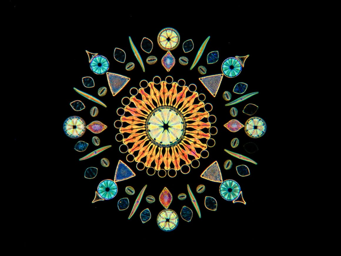 Diatomées disposées formant une rosace psychédélique avec des triangles, des carrées et des ronds de toutes les couleurs.