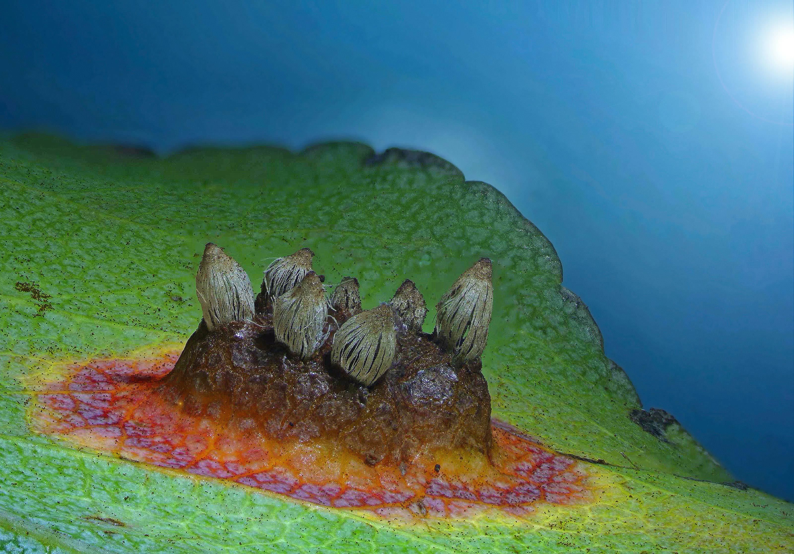 European mushrooms on a pear leaf.