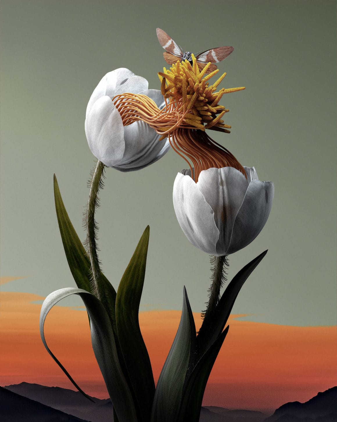Ondrej Zunka - The fleur collection - Tulipa Nodatus